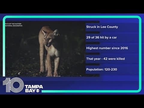 36 endangered Florida panthers were killed in 2024 — the highest number since 2016