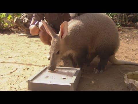 Zoo Day | Meet the Aardvark