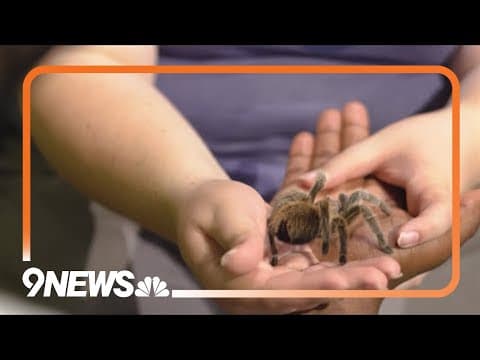 Butterfly Pavilion's Rosie the tarantula retiring from public handling