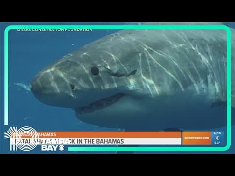 Fatal shark attack in Bahamas beach resort