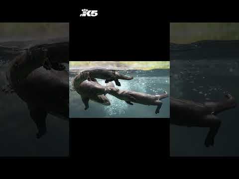 Woodland Park Zoo river otter pup dies in accident