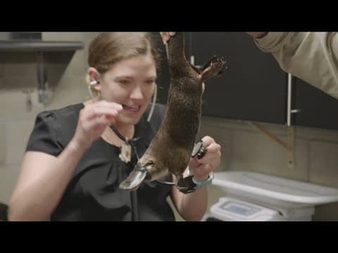 San Diego, Australia zoos partner on platypus conservation