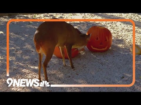 Why you shouldn't let wildlife eat your pumpkins