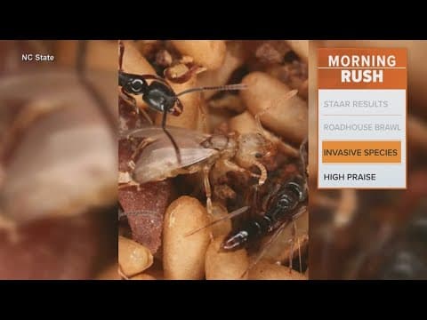 Experts warn of deadly ant species