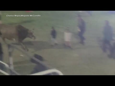 4 injured after bull jumped over arena fence at a rodeo