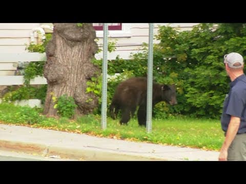 Black bear climbs down from Herndon tree, runs off