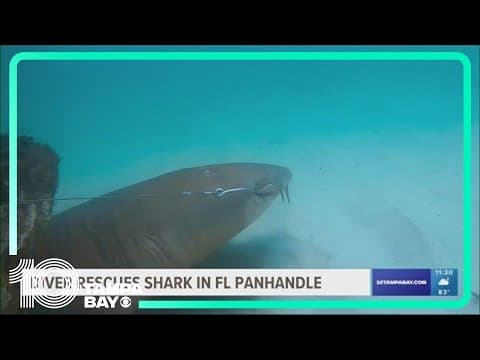 Shark stuck on reef off Fort Walton Beach gets helping hand from 2 divers