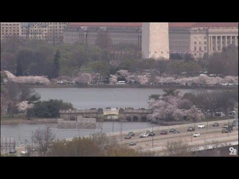 Cherry Blossoms Bloom Along Washington, DC's Tidal Basin