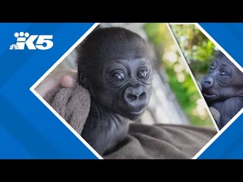 Baby gorilla rejected by his mother arrives safely at new home