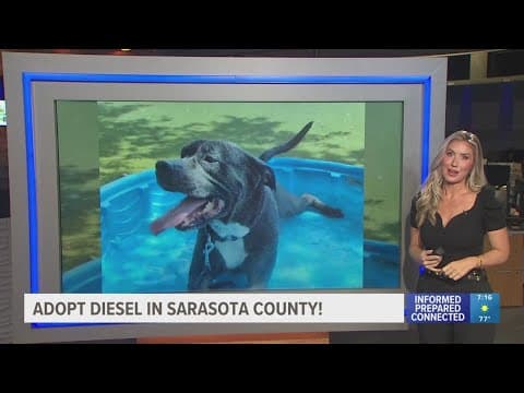 Adopt Diesel from The Humane Society of Sarasota Co.