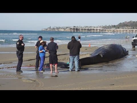 Dead 52 ft. fin whale washes up in Pacific Beach