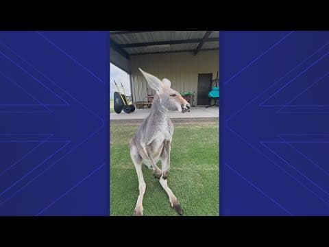 Search is on for pet kangaroo missing from Sealy, Texas farm
