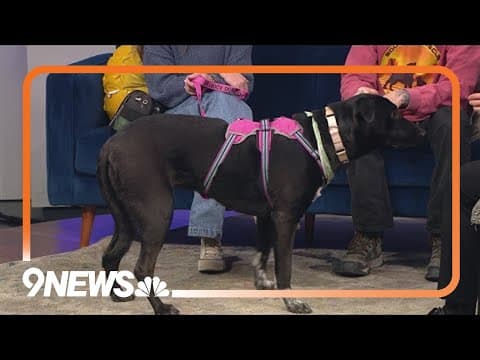 Petline9: Sweet but anxious Chalk looking for a forever home