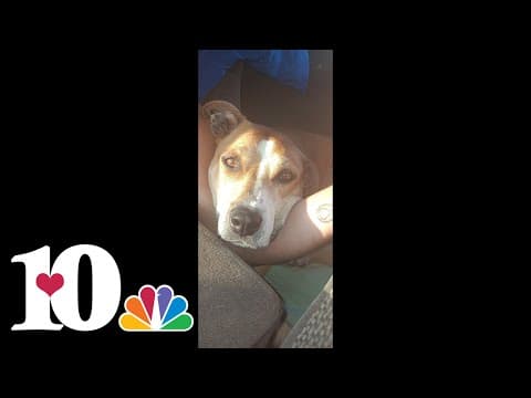 Owner of dog who was electrocuted at Walmart says dog was her best friend, protector