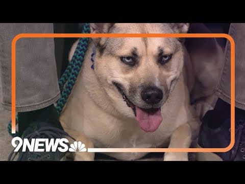 Petline9: 6-year-old Indigo has the most beautiful blue eyes