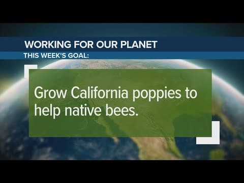Grow California poppies to help native bees | Working for Our Planet