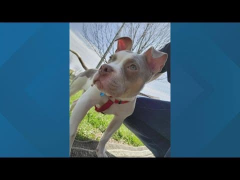 Puppy found in east Columbus dumpster adopted