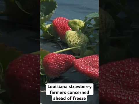 Farmers in Louisana protecting strawberry crops ahead of freeze #farming #agriculture #strawberry