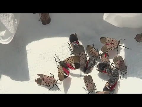 Will spotted lanternflies hurt your garden plants?