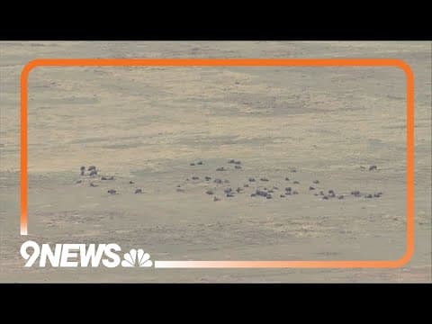 Bison herd at Rocky Mountain Arsenal National Wildlife Refuge