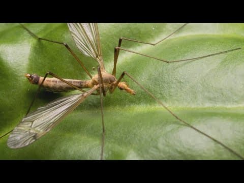 A booming population of these flying insects means spring is here in Houston