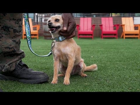 This high-security juvenile detention center in North Texas just became a foster home for dogs