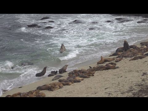Sea Lion pups found dead at La Jolla Cove