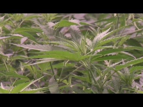 Farmer's market event focused on educating people how to properly grow marijuana at home