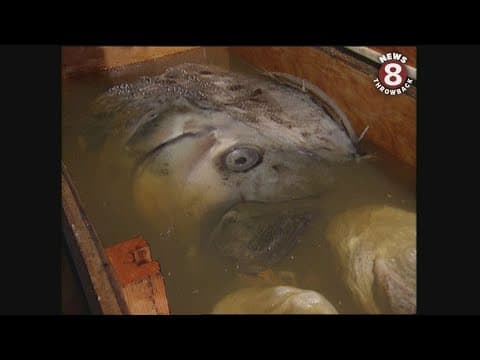 Deep sea oarfish found in Coronado in 1996 and 2000 in Sea of Cortez, Baja