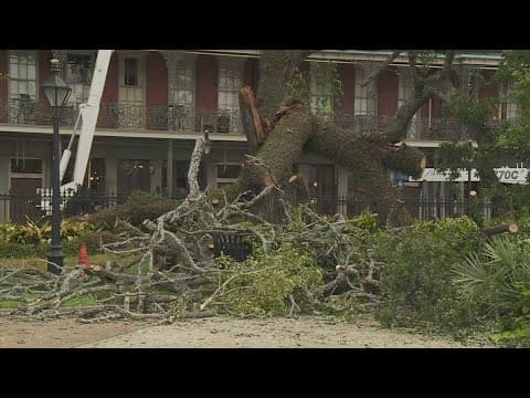 Teen rushed to hospital after large tree falls in Jackson Square