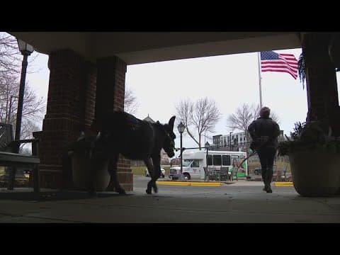 Senior center in Minnesota welcomes new therapy pet: A donkey named 'Tiptoe'