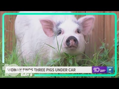 Texas woman finds 3 pigs under her car