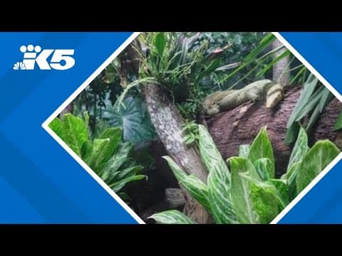 How to keep reptiles safe during power outages