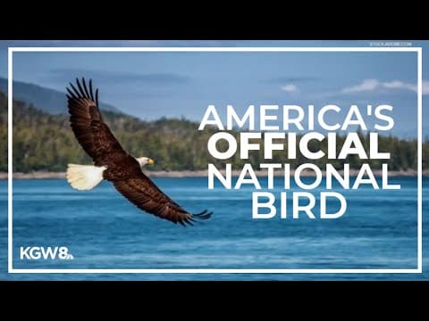 Bald eagle becomes America’s official national bird
