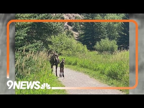 Colorado trail closed after aggressive moose charges at hikers