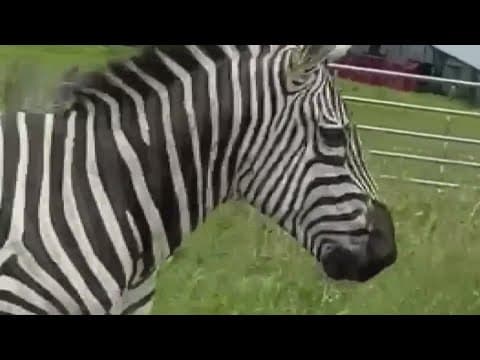 Search for missing zebra in Rutherford County continues into day four