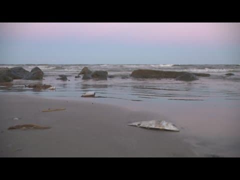 Red tide bloom takes over Galveston beaches, killing fish and irritating people's respiratory system