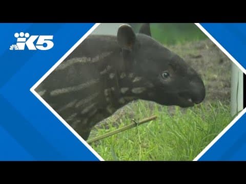 Endangered Malayan tapir calf makes debut at Point Defiance Zoo
