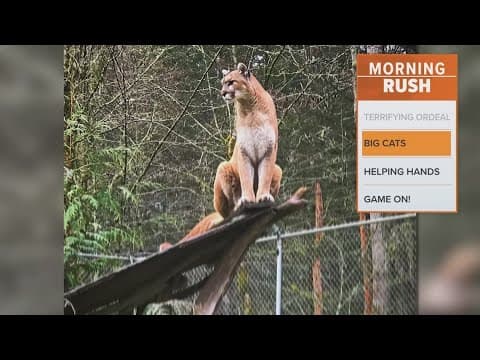 Big cats die of bird flu at Washington sanctuary