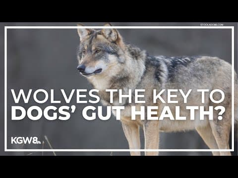 Gut bacteria in wild wolves may help improve dogs' health
