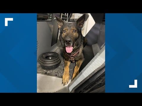 Bloomington Police Department mourning loss of K-9 officer