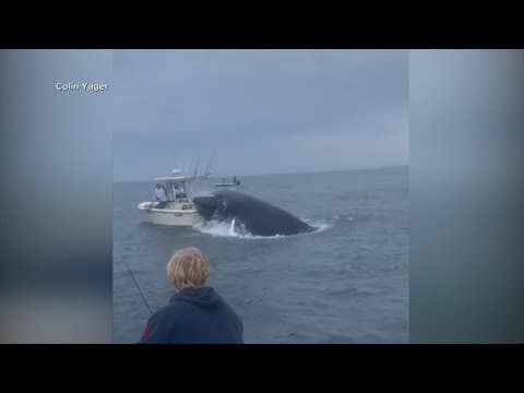 Caught on camera: Breaching whale flips boat