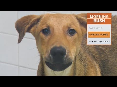 Animal Services is urgently looking for foster homes