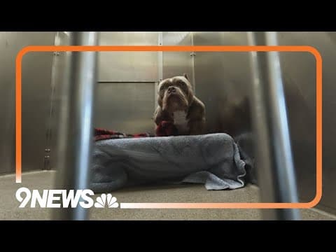 Denver Animal Shelter warns community of lost pet scam