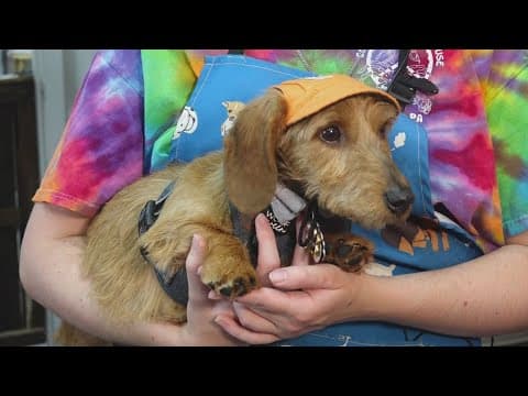 PAWS Pet Supply and Grooming celebrate Take Your Dog to Work Day