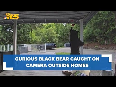 Black bear caught on video roaming Issaquah streets