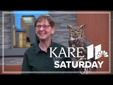 Baby owl season is underway in Minnesota