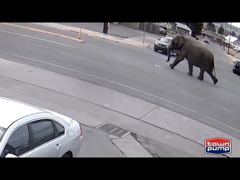 Escaped circus elephant stops traffic in Montana