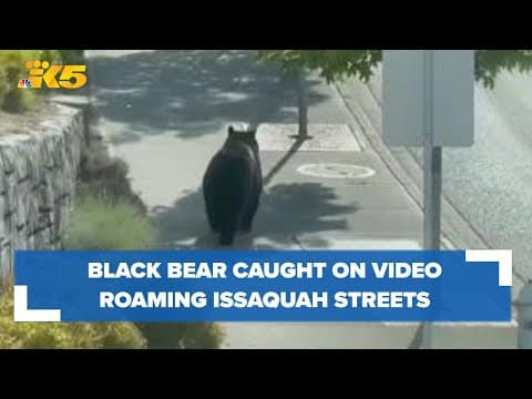 Black bear caught on video roaming Issaquah streets
