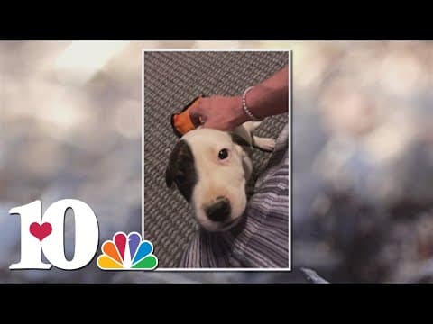 Cocke Co. family seeking answers after dog found dead in trash bag near overpass